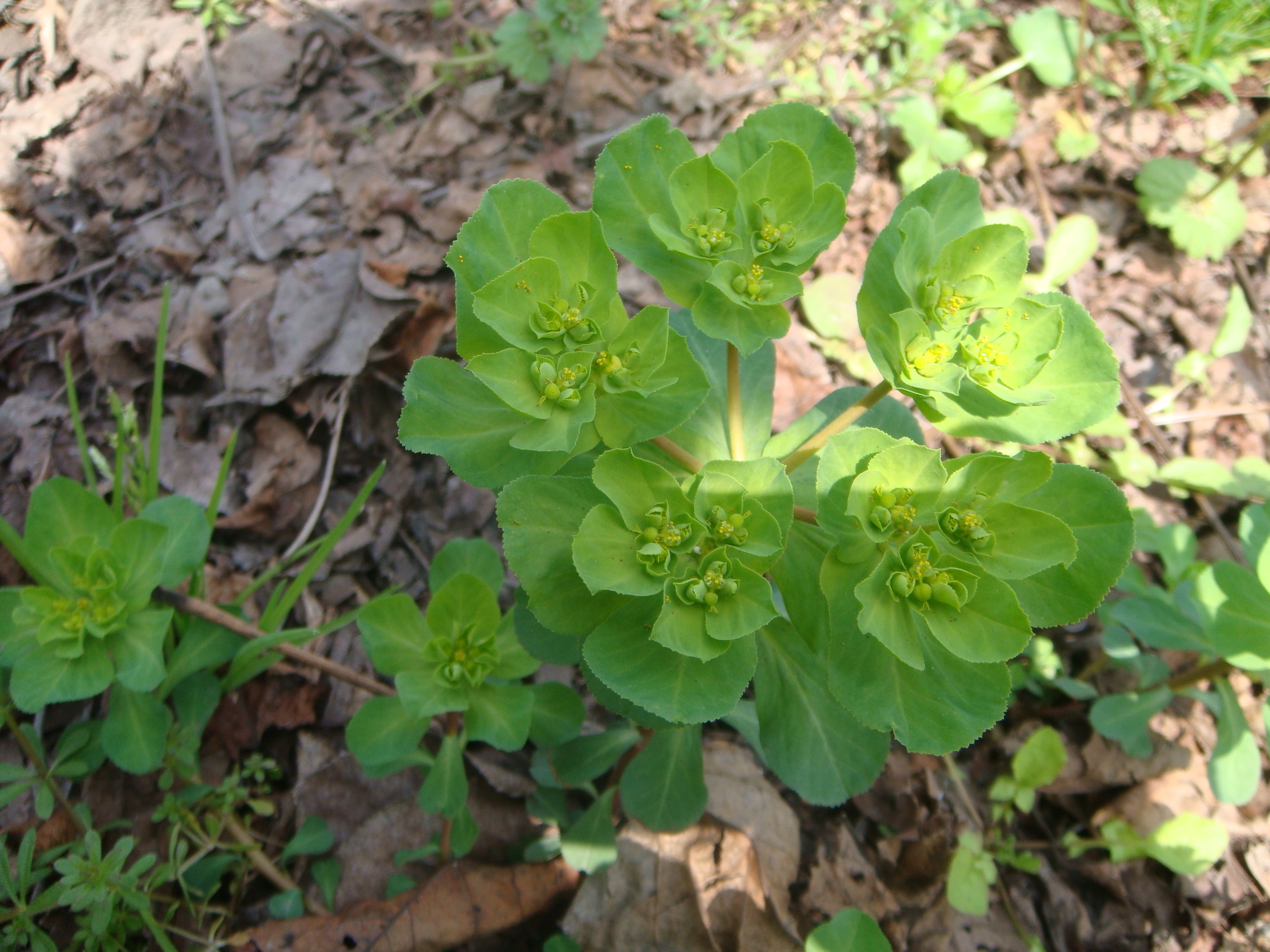 路邊的野花.JPG