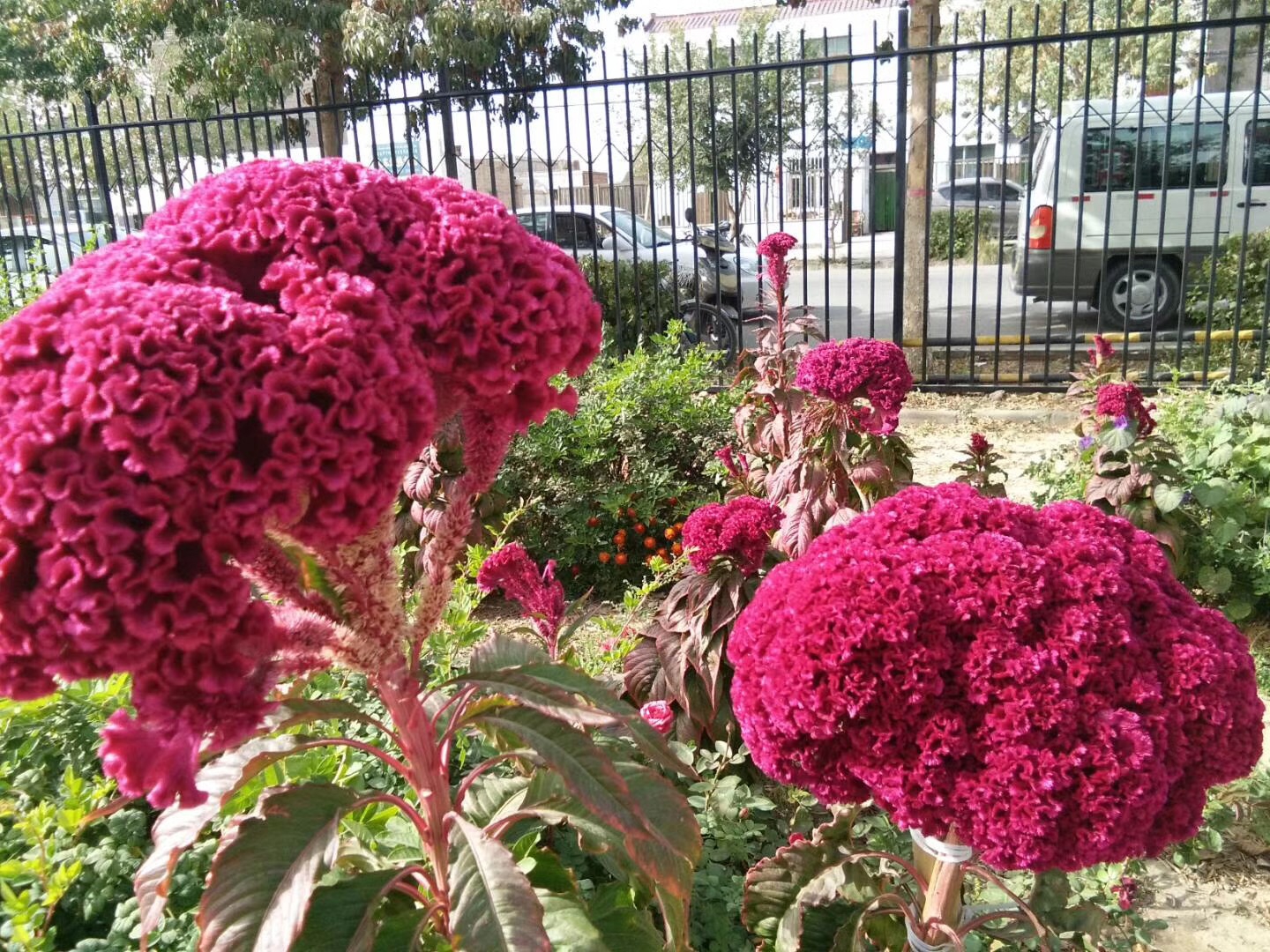 红花1.JPG